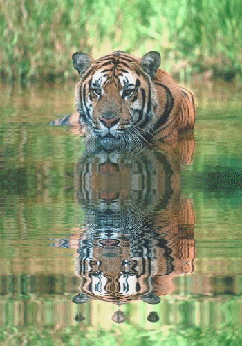 tigre au bord de l'eau...